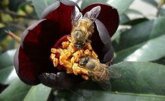 从蜜蜂与花看人类的爱情