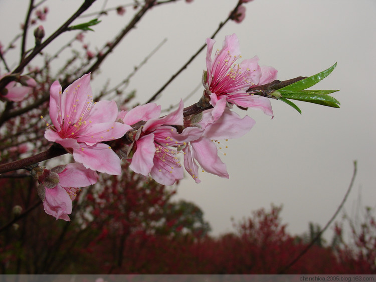 桃花