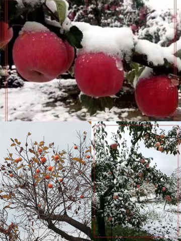 《开在雪中的红苹果》